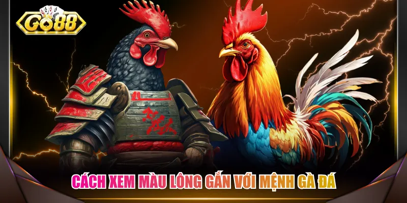 Cách xem màu lông gắn với mệnh gà đá