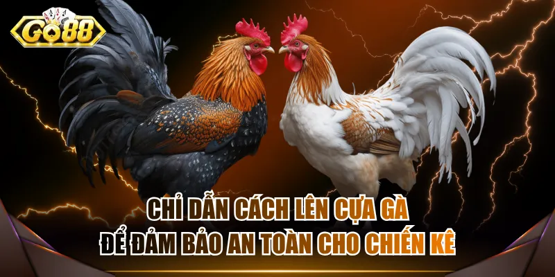Cách lên cựa gà