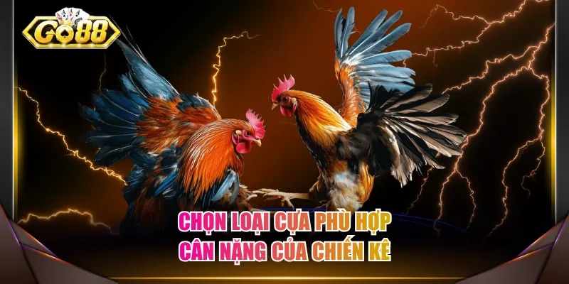Chọn loại cựa phù hợp cân nặng của chiến kê