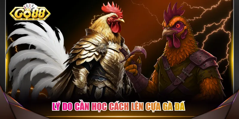 Lý do cần học cách lên cựa gà đá 